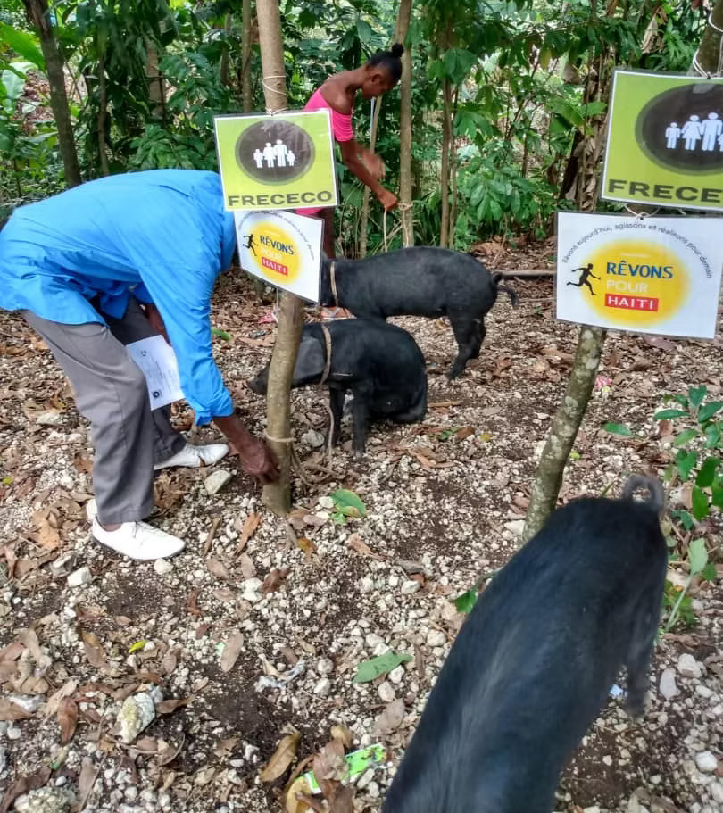 Deux personnes s'occupent de porcins de couleur noir dans un élevage, des affiches Frececo et Rêvons pour Haïti sont accrochés à des arbres